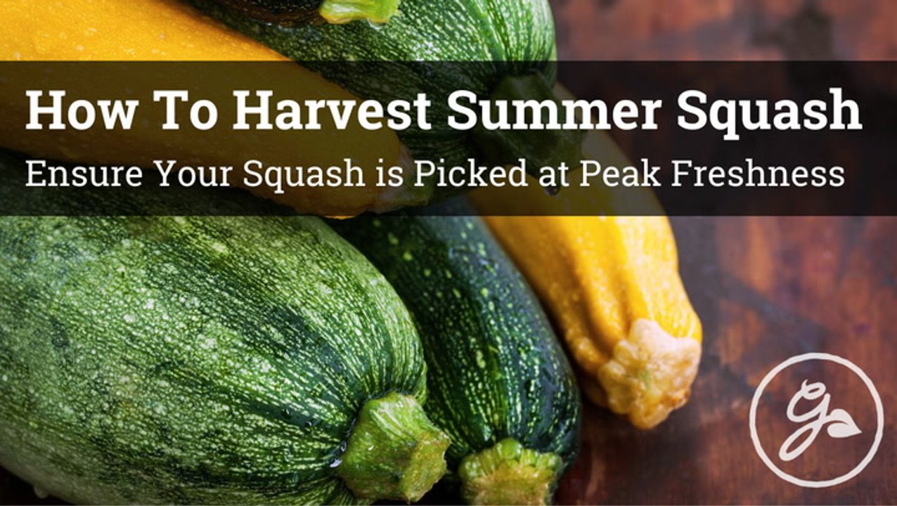 When And How To Harvest Zucchini And Summer Squash