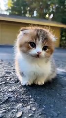 So Lovely Kitten 😍😊 #shorts #babycat #kitten #catvideos