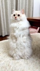 Lovely baby cat 🤗❣️ #shorts #cat #catfancy #catlover #catvideos