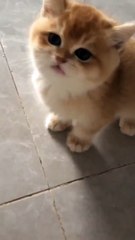 Kitten Meowing 😍❣️ #shorts #kitten #cat #catfancy #cute #meowing #catvideos