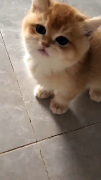 Kitten Meowing 😍❣️ #shorts #kitten #cat #catfancy #cute #meowing #catvideos