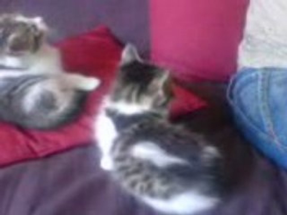 Chatons Sushi,Maki, Dali, Darwin