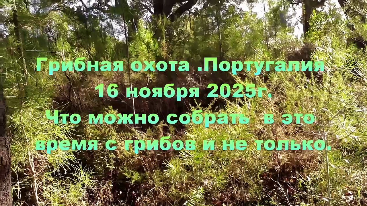 Грибная охота. Португалия 16 ноября 2025г. Что можно собрать в это время с грибов, и не только.
