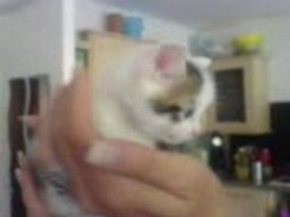 sushi, Maki, Dali, Darwin