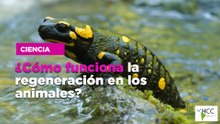 ¿Cómo funciona la regeneración en los animales?