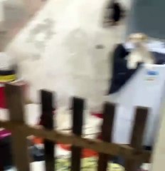 Tutora se diverte com cachorrinha que escolheu um eletrodoméstico como sua nova cama; confira