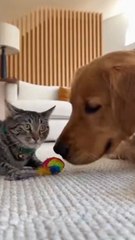 When your cat thinks it's a dog 😂🐾 #cat #dog #ai