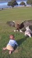 Eagle almost carried this baby _ but the dog saved him_ 😳🦅🐶💥_EagleAttack _DogSavesBaby _ViralVideo _RealLifeHero _DogHero _AnimalRescue _Unbelie(