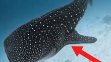 Video shows the majesty and vastness of a whale shark