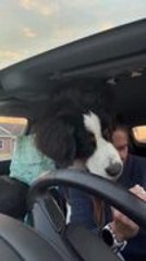 Dog Snatches Breakfast Straight from Woman's Hands and Eats It