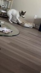 Dog Panics and Jumps Around After Tasting Hot Potato Bite