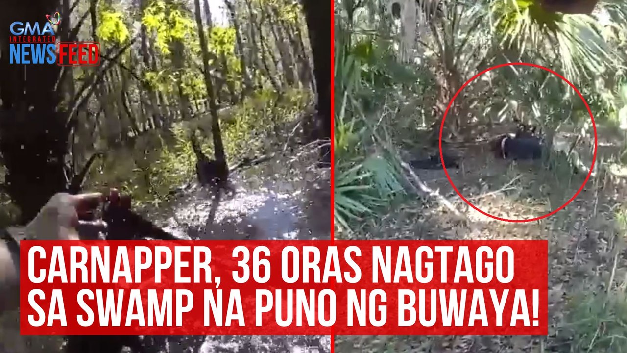 Carnapper, 36 oras nagtago sa swamp na puno ng buwaya! | GMA Integrated Newsfeed