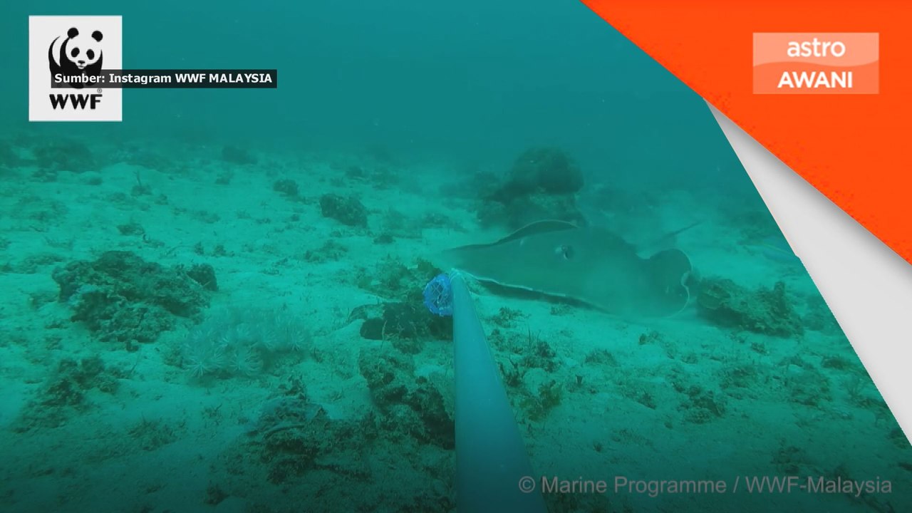 Perdagangan yu dan pari jejas ekosistem laut - WWF Malaysia