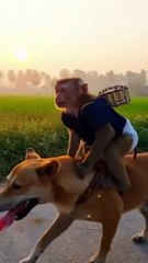 Monkey rides dog to market to buy food  (3)