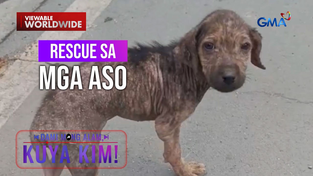 Aso na putol ang paa at puno ng galis, ni-rescue! | Dami Mong Alam, Kuya Kim!