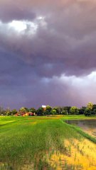 Beautiful rainy day status l monsoon season l barish whatsapp status