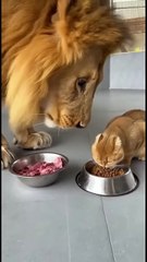 😹 Funny Cat Compilation 2025 – Non Stop Laughter Guaranteed  22