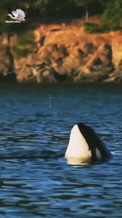 "Interesting facts about dolphins"