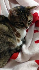 Weekend Vibes. Morning Routine After a Long Week 😅 #cat #shorts #funnycats #goodmorning #cutecats #viralcats #fyp