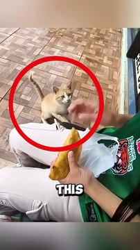 This adorable stray cat followed a girl just to get a bite of her food #cat