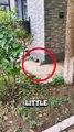 You won’t believe how this mother cat reacted after finding her lost kitten! #kitten