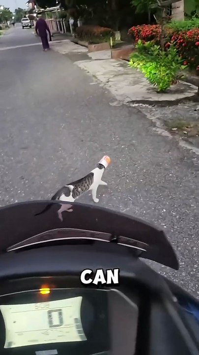 This biker’s kind act saved a helpless cat stuck in a can ❤️ #rescue #cat