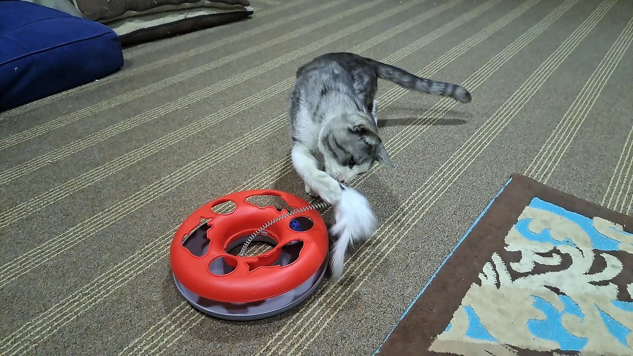 Saleemoffical presentation _ Bubblu Playing