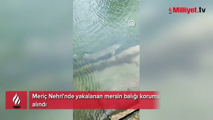 Meriç Nehri'nde yakalanan mersin balığı koruma altına alındı
