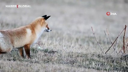 Kızıl tilkinin avına kurduğu pusu yakından görüntülendi