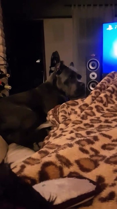Dog,s reaction after farting