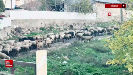 Edirne'de aylık 50 bin liraya çoban bulamıyorlar
