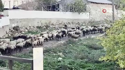 Aylık 50 bin liraya çoban bulamıyorlar