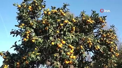 Derepazarı mandalinasında hasat başladı