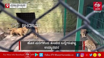 ಬನ್ನೇರುಘಟ್ಟ ಜೈವಿಕ ಉದ್ಯಾನವನಕ್ಕೆ ಈ ಬಾರಿ ಅತಿ ಹೆಚ್ಚು ಅತಿಥಿಗಳ ಆಗಮನ, ಸಂಭ್ರಮ