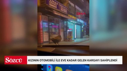 Kızının otomobili ile eve kadar gelen kargayı sahiplendi