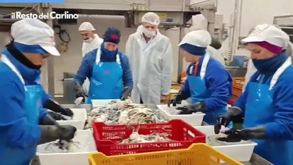 Come si lavora il granchio blu? La visita del ministro Lollobrigida a Goro