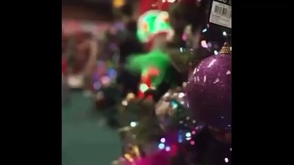 Veteran BBC newsreader bursts out laughing after making Christmas tree innuendo during live broadcast