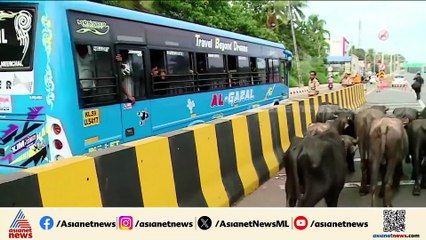 ദേശീയപാത കൈയ്യടക്കി പോത്തുകള്‍; സംഭവം കാസര്‍കോട്