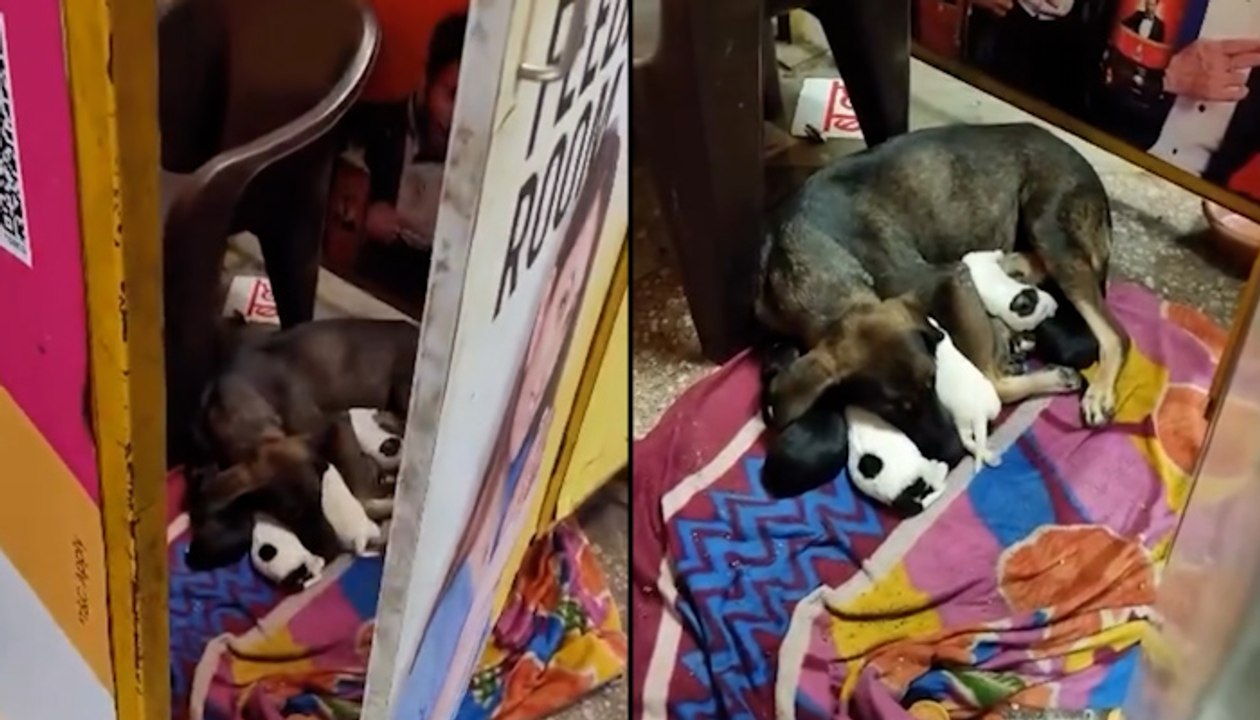 Viral Video: Street Dog Tenderly Feeds Puppies Inside Public Feeding Stall