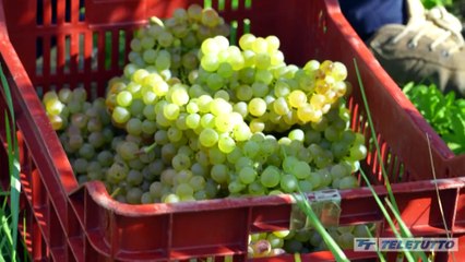 Lombardia Terra DiVino - Puntata del 21/11/2025