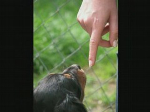Chiots épagneuls bretons
