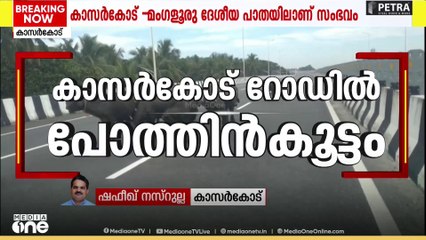 കാസർകോട്-മംഗളൂരു ദേശീയ പാത കൈയടക്കി പോത്തിൻകൂട്ടം
