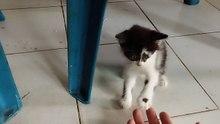 Playing with cute baby kitty