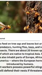 Hornets are social insects that build papery nests  . Each colony revolves around a queen, the only reproductive female. The majority of the population consists of sterile female workers  Males,  have one purpose — to mate with the queen
