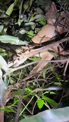 Onça-parda é resgatada em quintal de residência em Paiçandu