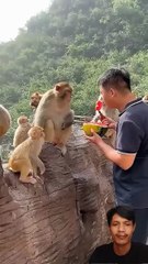 This Monkey Squad Demanded Watermelon, Not Bananas!