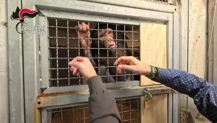 Scimpanzé incatenato in casa, maltese denunciato nel Siracusano (22.11.25)