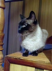 This Cat Has Something to Say! 😸💬 #cats #FunnyCats #CuteCats #ViralCats #Trending #fyp #animals #meow