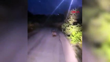 Yaramaz ayı otomobilin önünde böyle koştu!