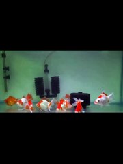 Balloon Pearlscale Goldfish Fish Tank Aquarium